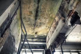 Best Basement Mold Removal  in Bridgeport, OH